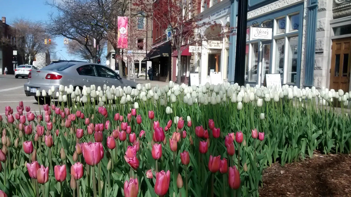 Roze en witte tulpen in een bloembed langs een winkelstraat.