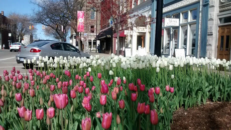 Roze en witte tulpen in een bloembed langs een winkelstraat.