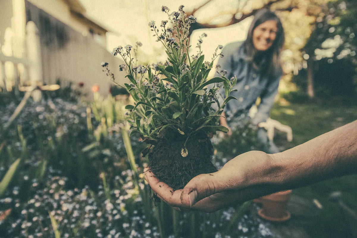 Handen houden een plant met wortelkluit vast in een tuin.